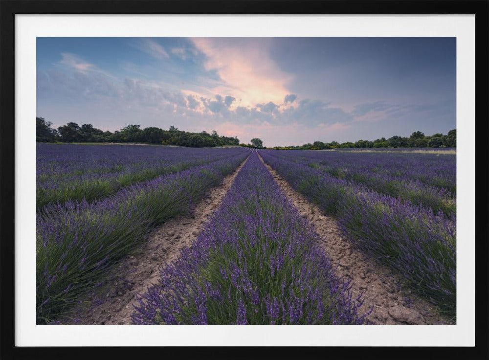 Blauwe Lavendel | Poster