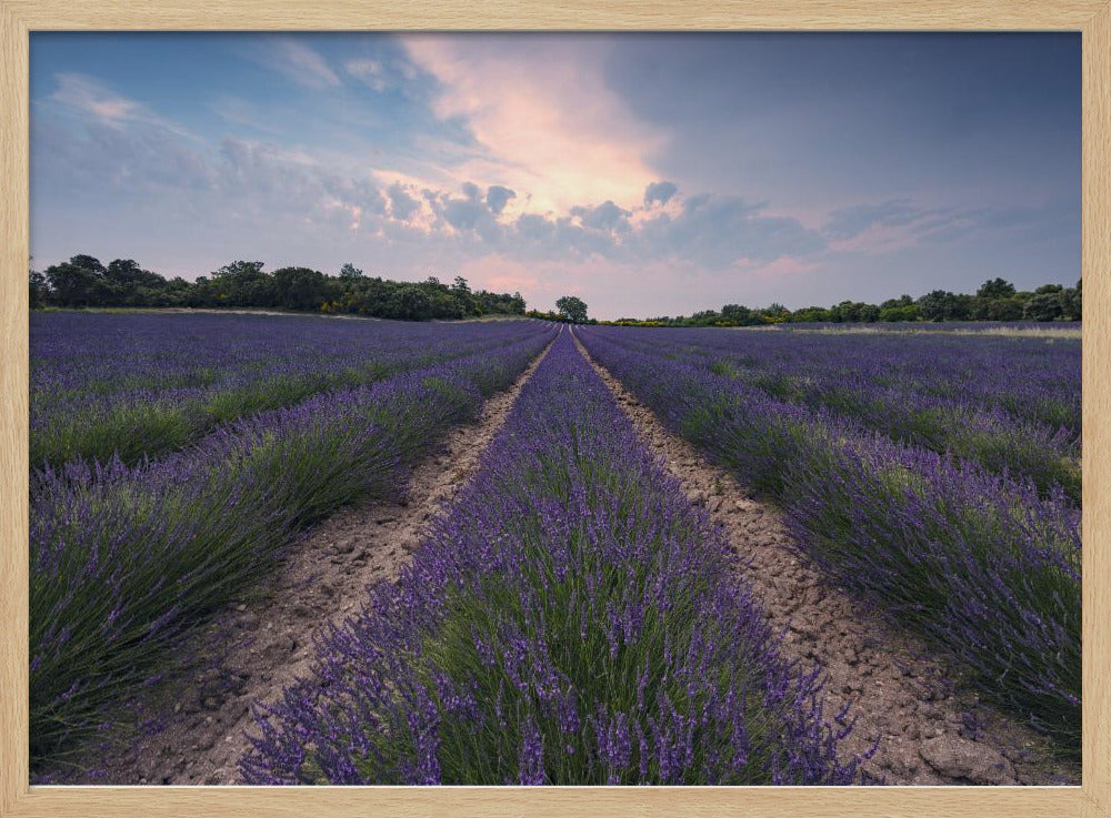 Blauwe Lavendel | Poster