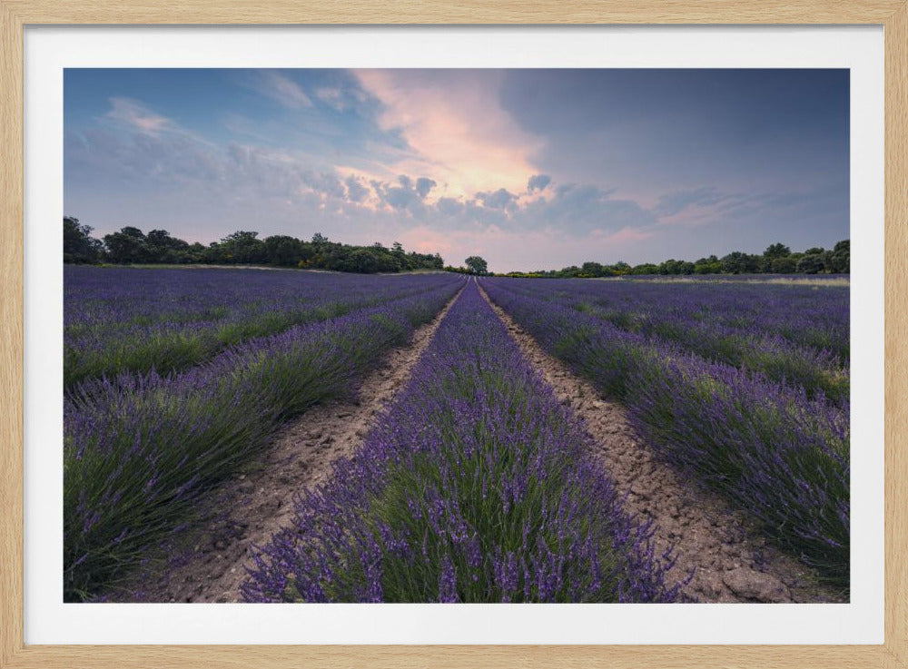 Blauwe Lavendel | Poster