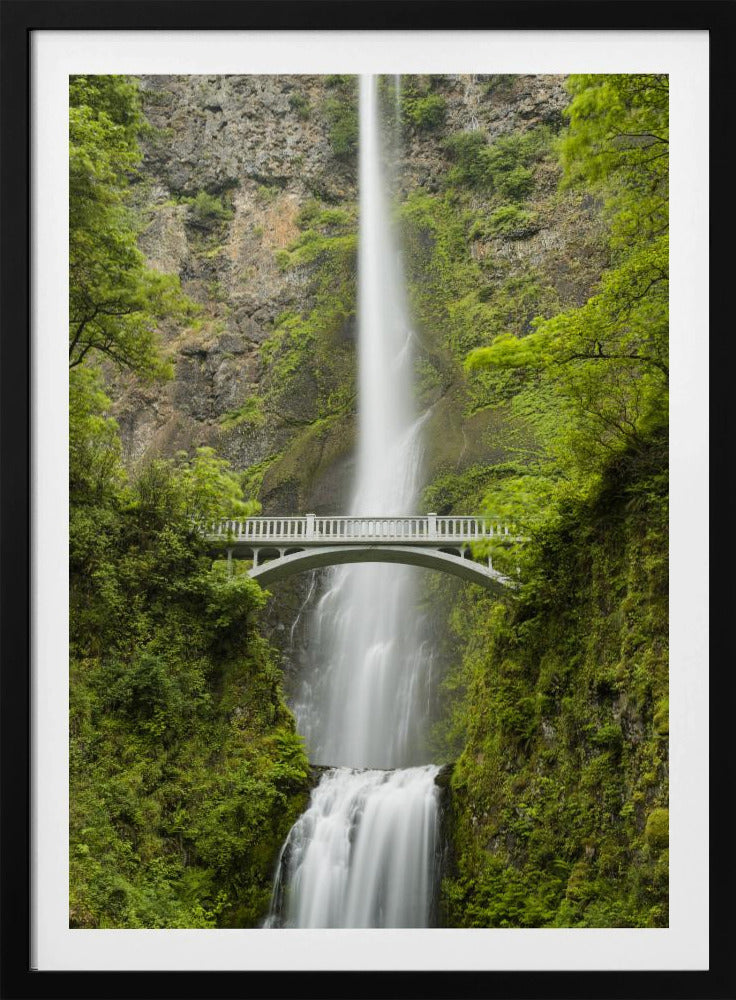 Zachte staart | Poster