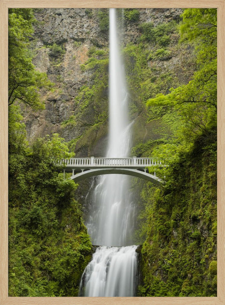 Zachte staart | Poster