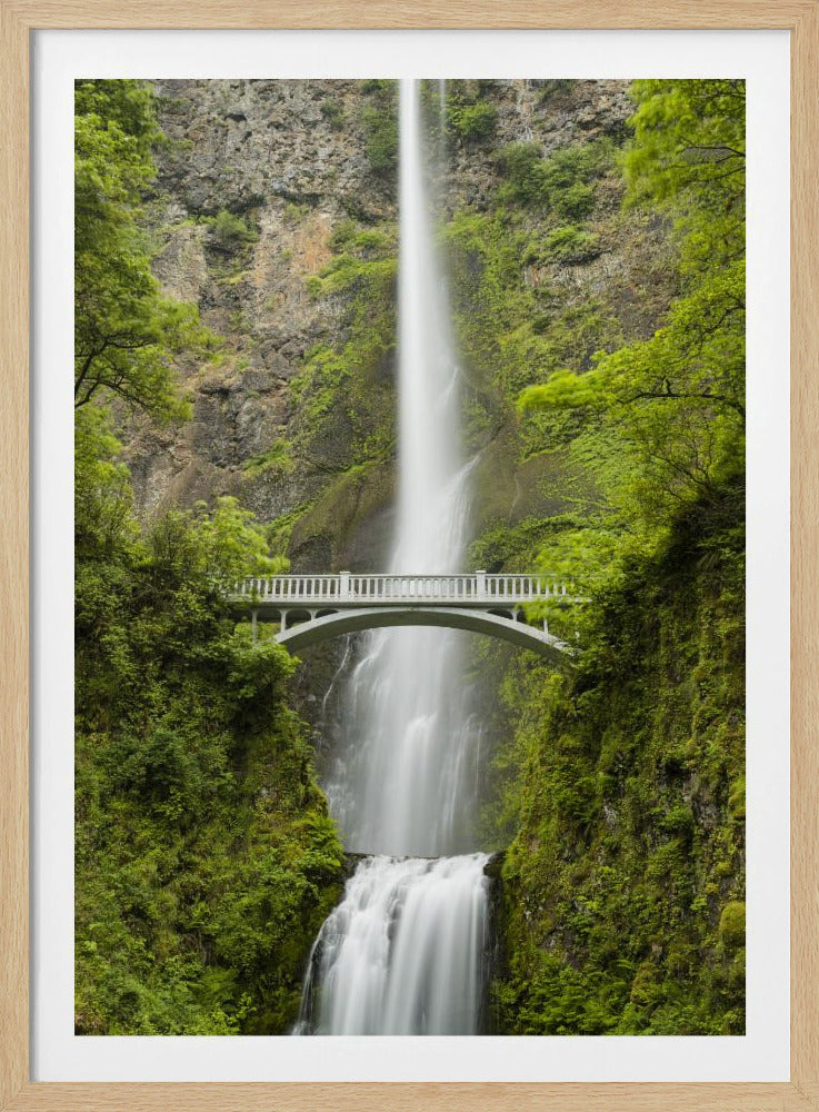 Zachte staart | Poster