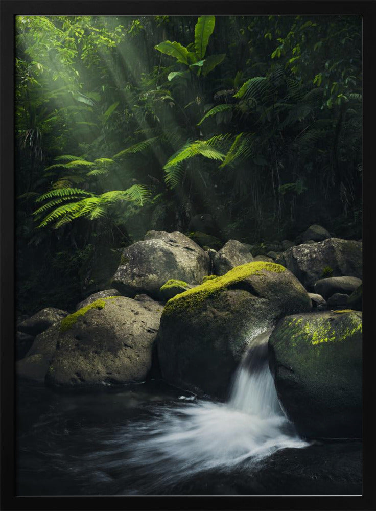 Mystieke jungle | Poster
