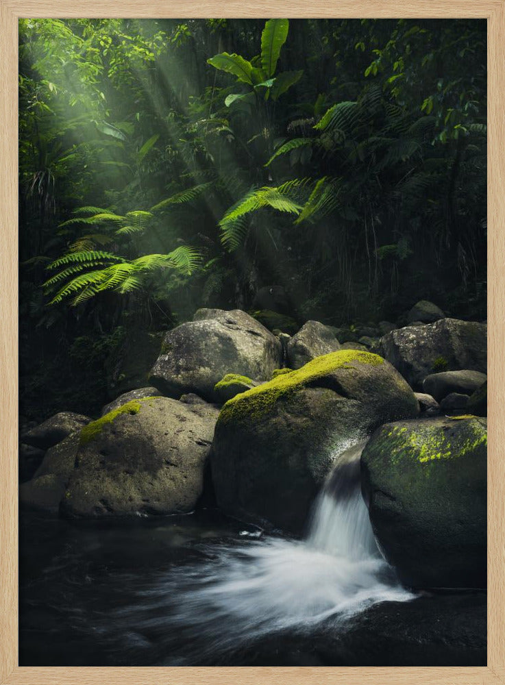 Mystieke jungle | Poster