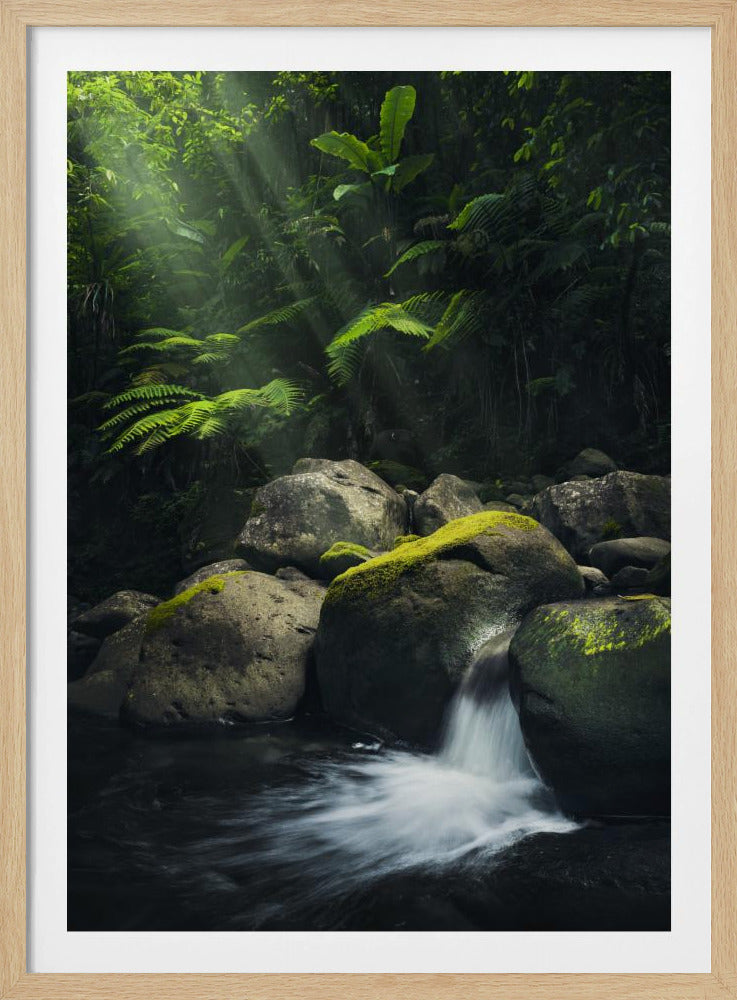 Mystieke jungle | Poster