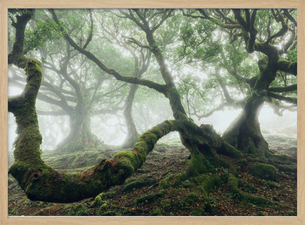 Mystiek Laurierbos | Poster