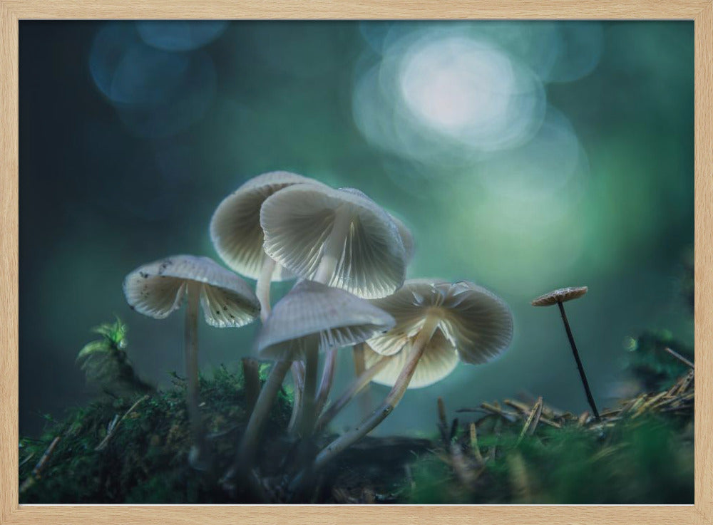 Bosdromen | Poster