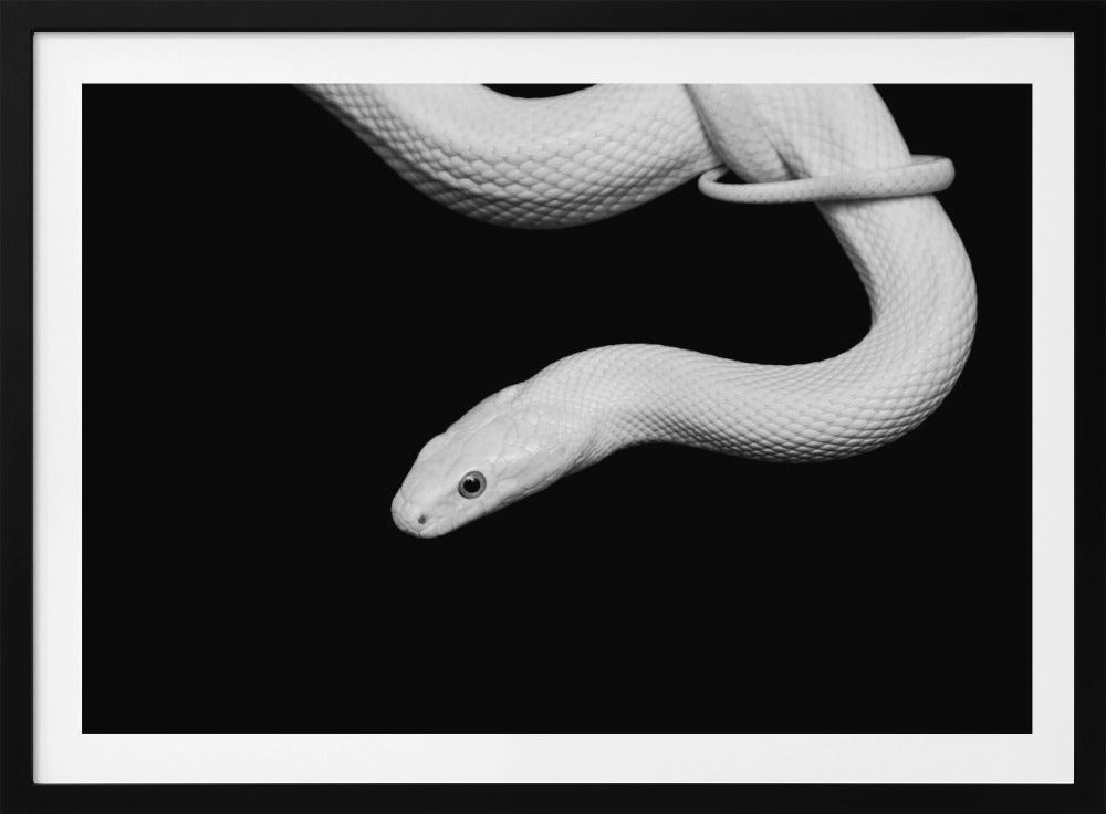 Slang Blanc | Poster