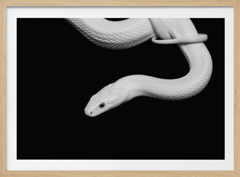 Slang Blanc | Poster