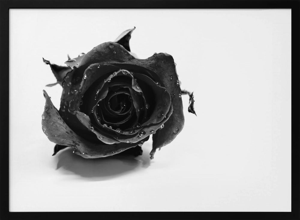 Rose Noir | Poster