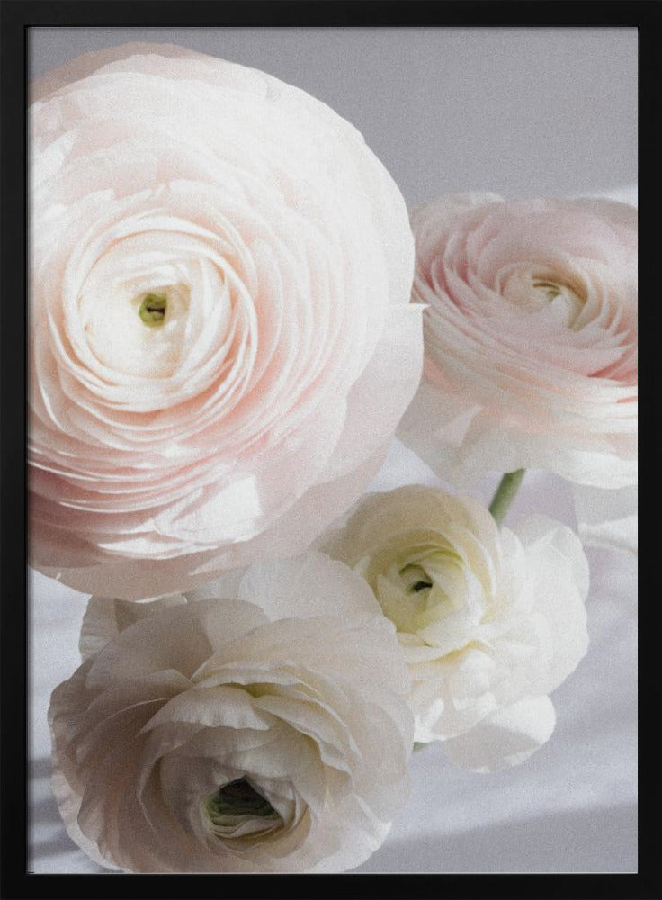 Soft Ranunculus | Poster