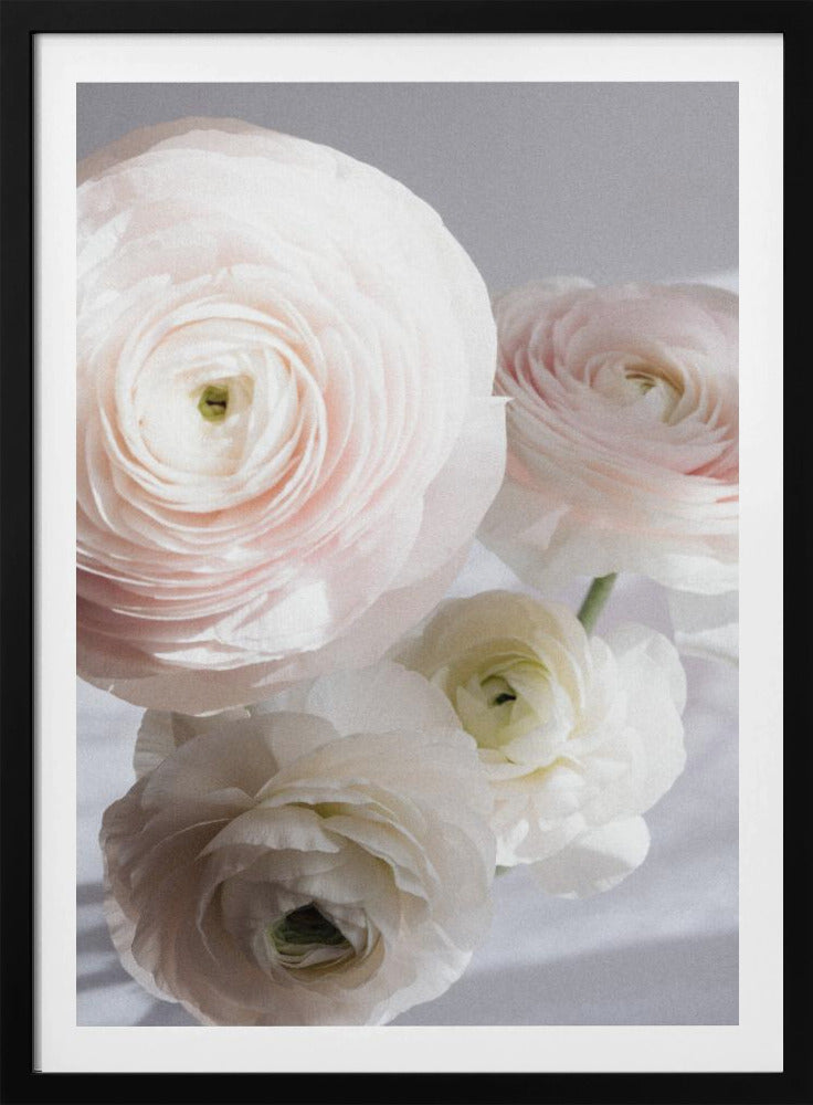 Soft Ranunculus | Poster