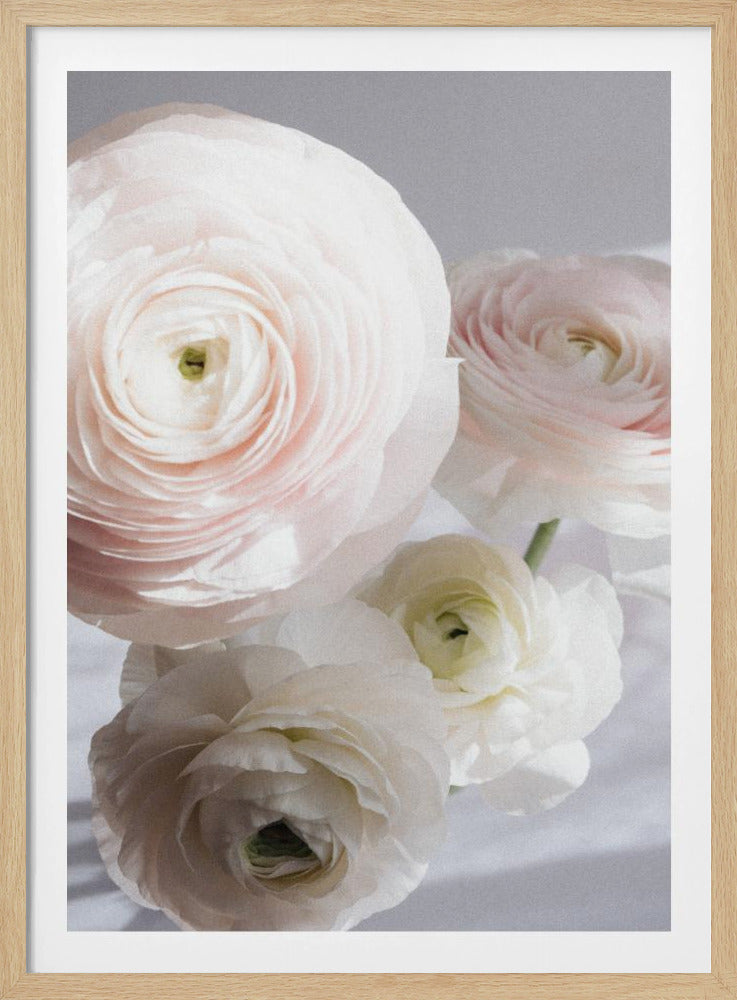 Soft Ranunculus | Poster