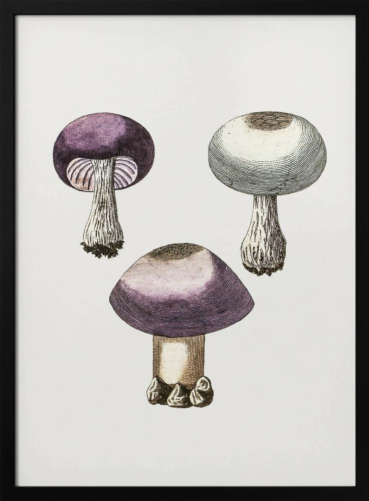 Handdauw Violet Webcap Paddenstoel | Poster