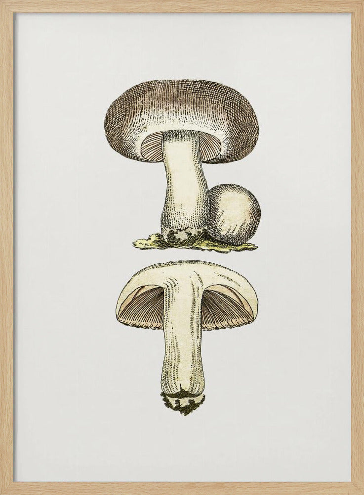 Handgetekende veldpaddestoel grijs | Poster