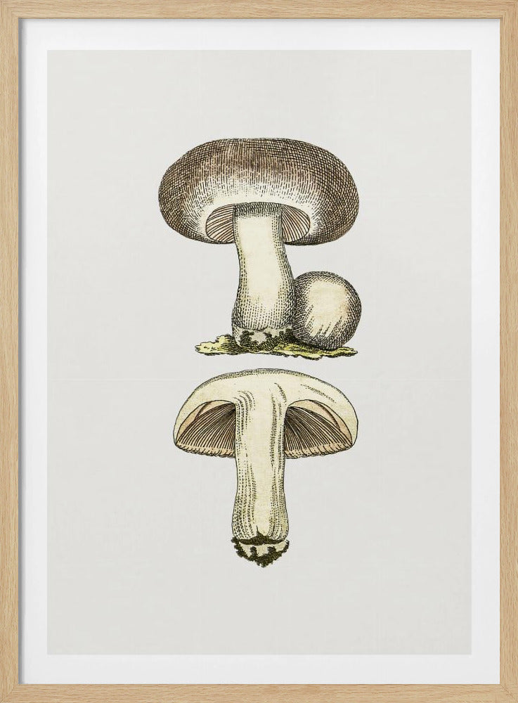 Handgetekende veldpaddestoel grijs | Poster