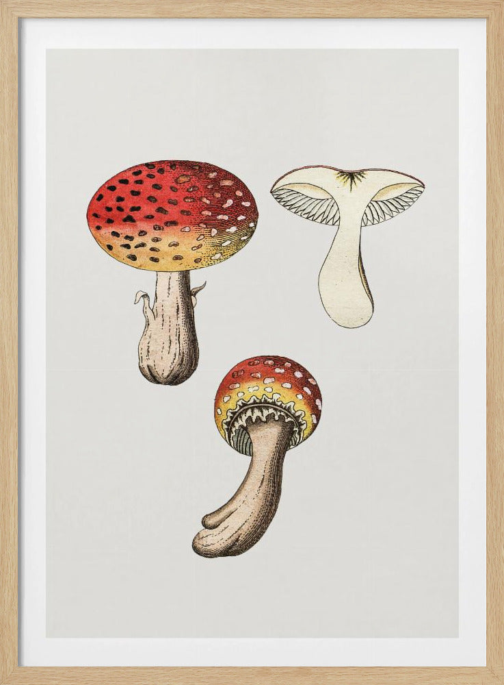 Handgetekende vliegenzwam | Poster
