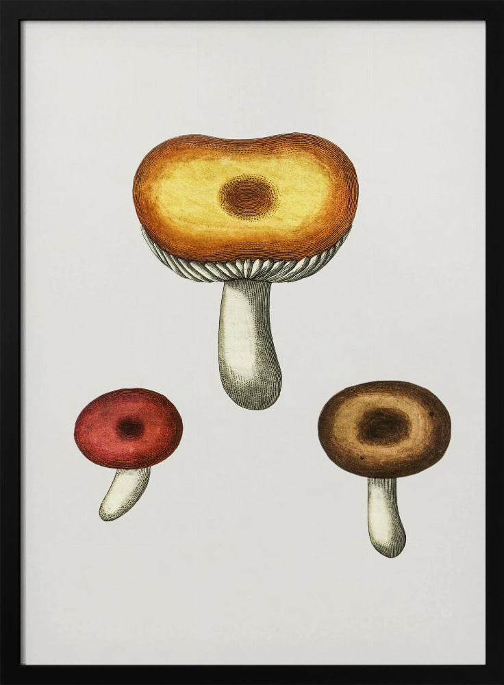 Handgetekende Galerina-paddenstoel | Poster