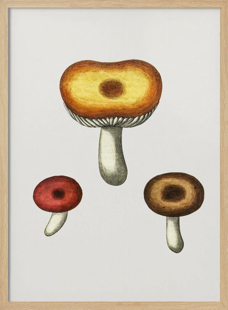 Handgetekende Galerina-paddenstoel | Poster