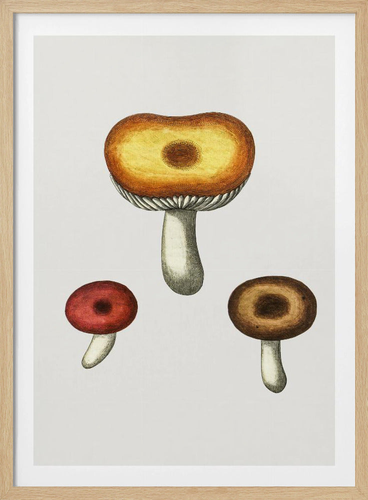Handgetekende Galerina-paddenstoel | Poster