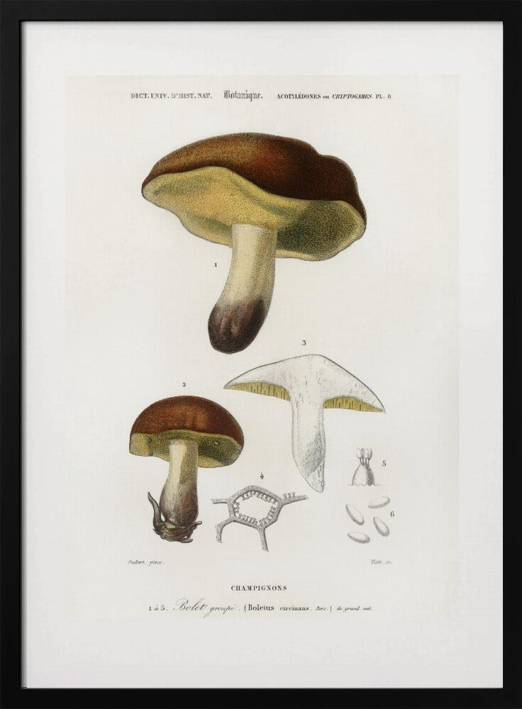 Paddenstoel (boletus Circinans) | Poster