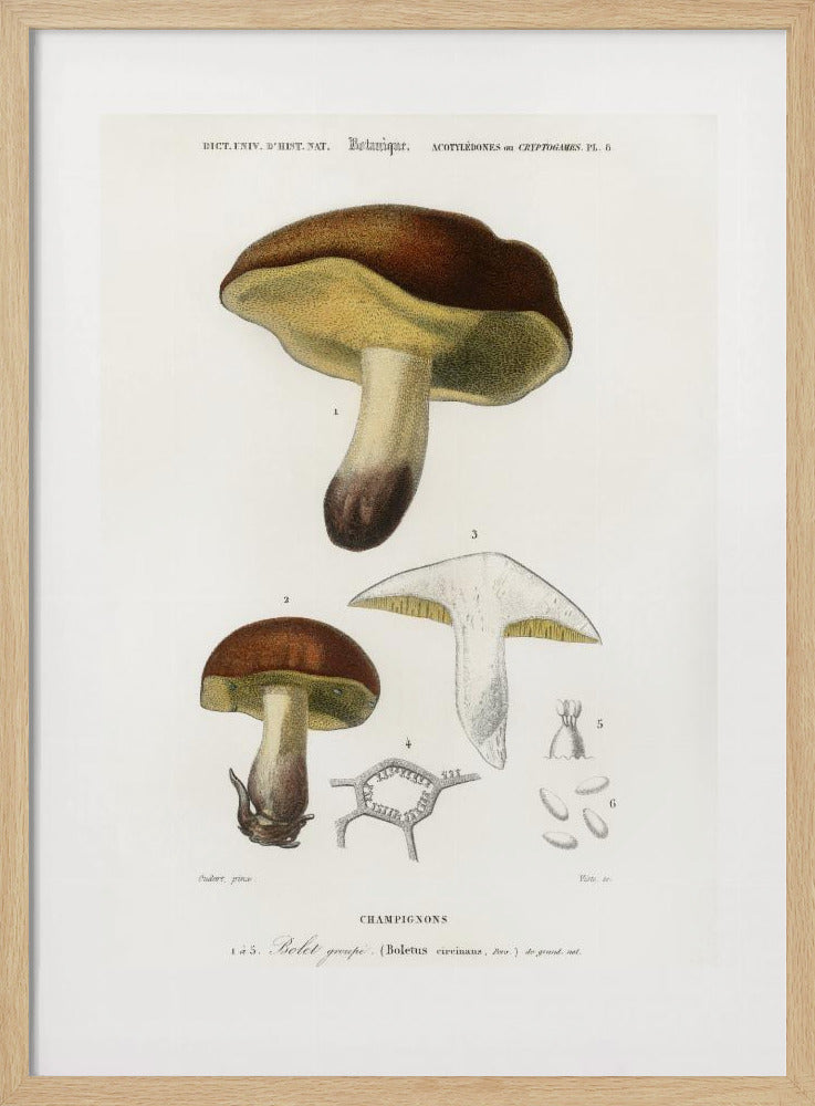 Paddenstoel (boletus Circinans) | Poster