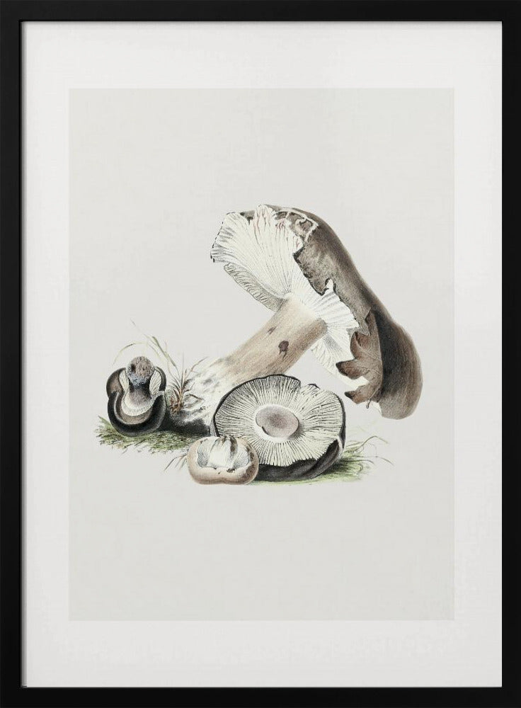 Vintage Agaricus Augustus Paddestoel 50x70 | Poster