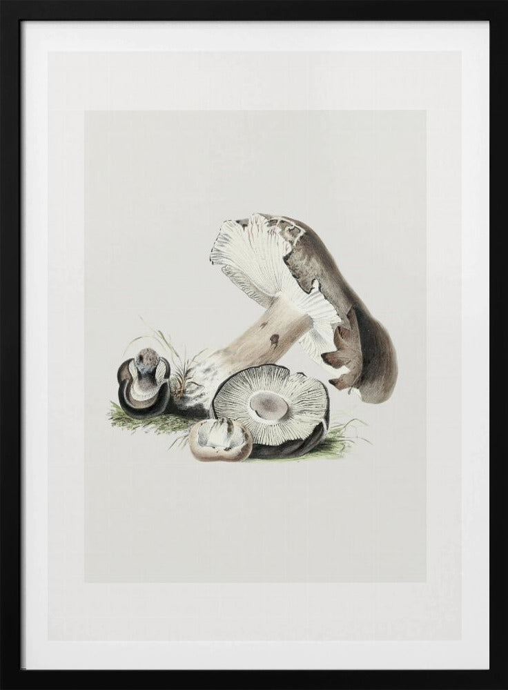 Vintage Agaricus Augustus Paddestoel 50x70 | Poster