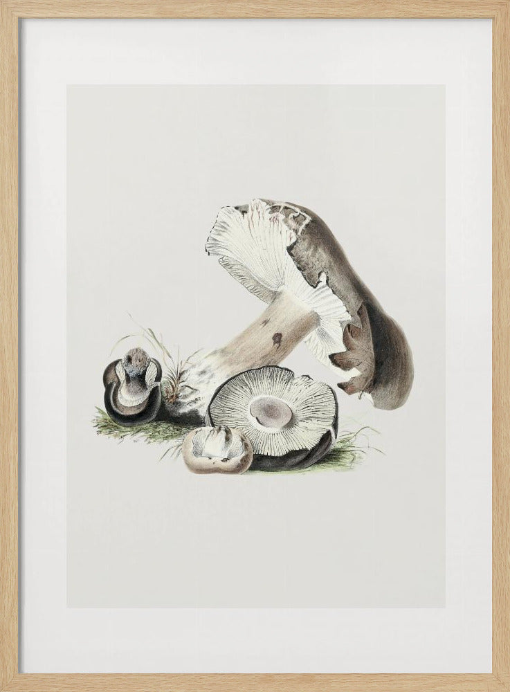 Vintage Agaricus Augustus Paddestoel 50x70 | Poster