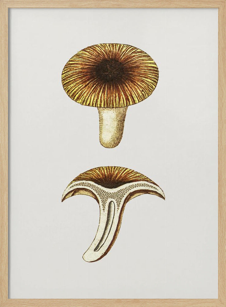 Vintage Cantharellen Eetbare Paddenstoel | Poster