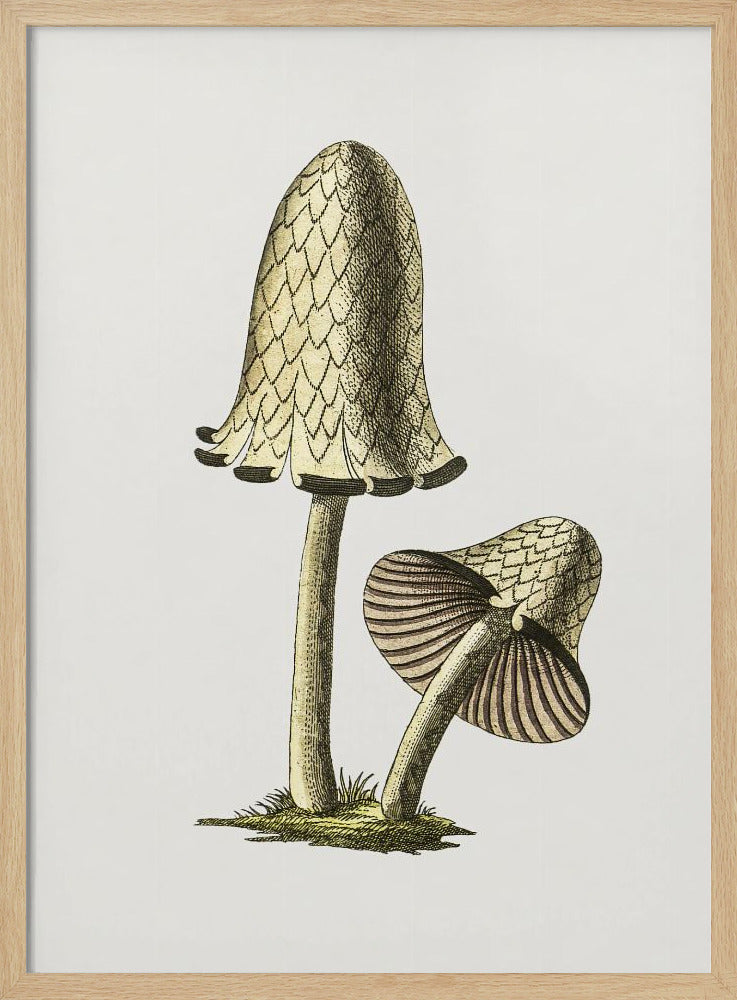 Vintage Inky Cap eetbare paddenstoel | Poster