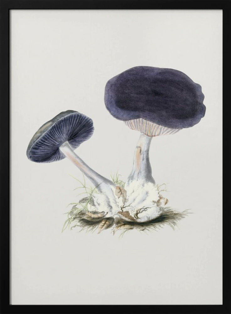 Vintage Violet Webcap-paddestoel | Poster