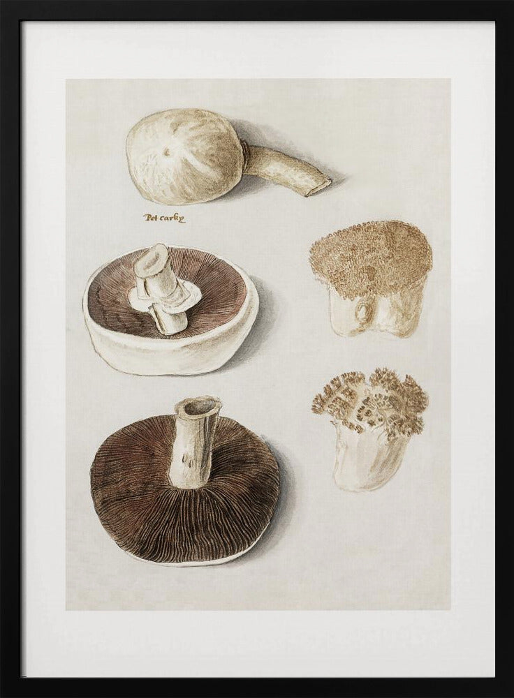 Common Meadow Mushroom, Agaricus Campestris Standing | Poster