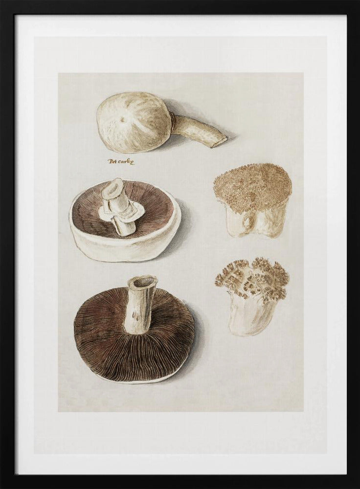 Common Meadow Mushroom, Agaricus Campestris Standing | Poster