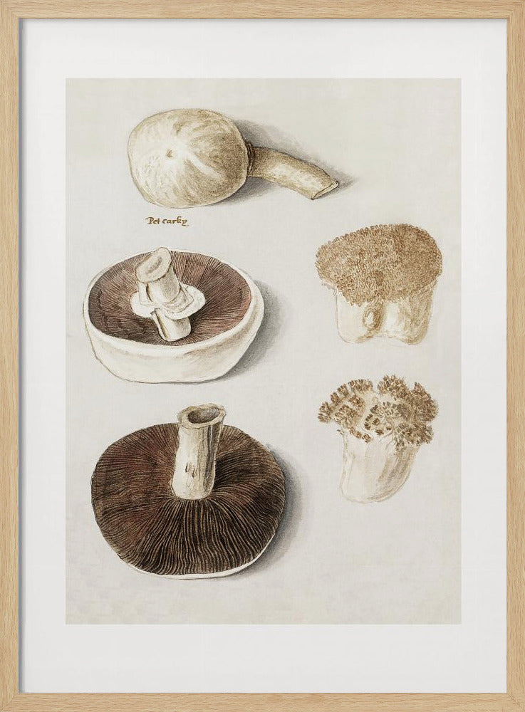 Common Meadow Mushroom, Agaricus Campestris Standing | Poster