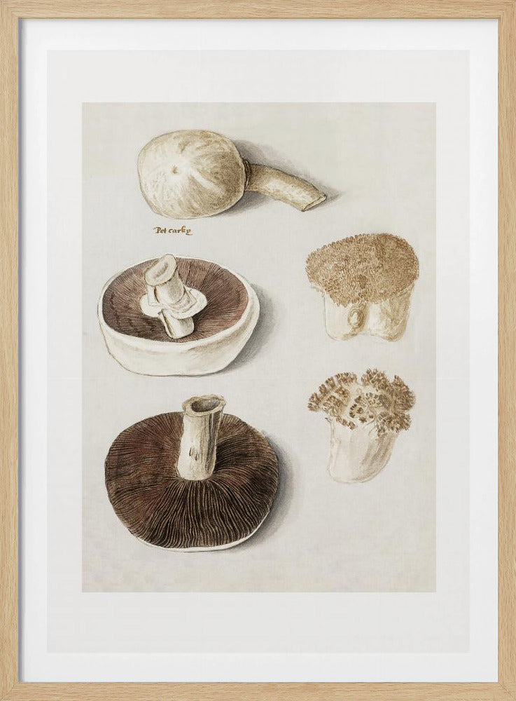 Common Meadow Mushroom, Agaricus Campestris Standing | Poster