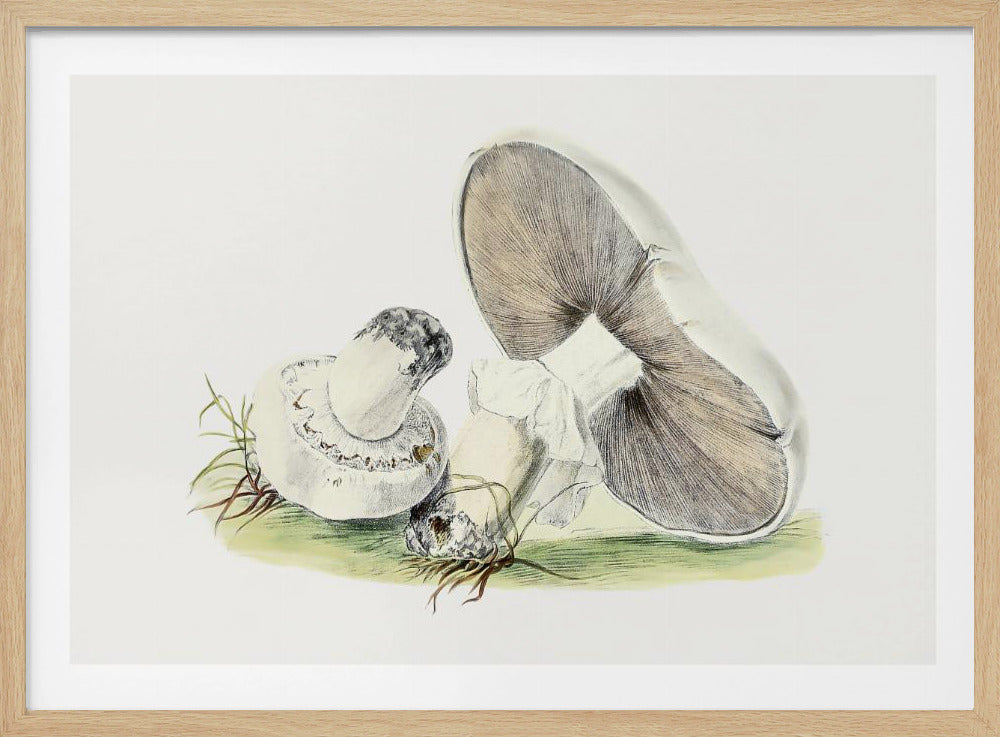 Handgetekende paardenpaddestoel | Poster