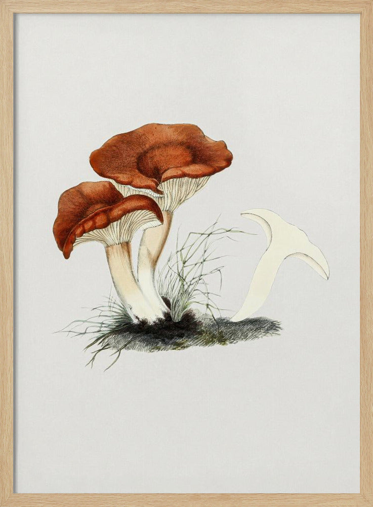 Met de hand getekende roodbruine melkzwam | Poster