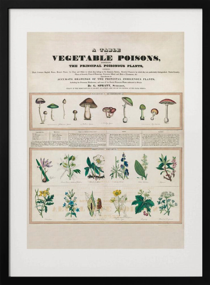 Giftige paddenstoelen irriterende gifstoffen | Poster