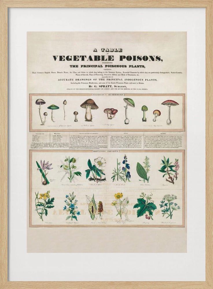 Giftige paddenstoelen irriterende gifstoffen | Poster