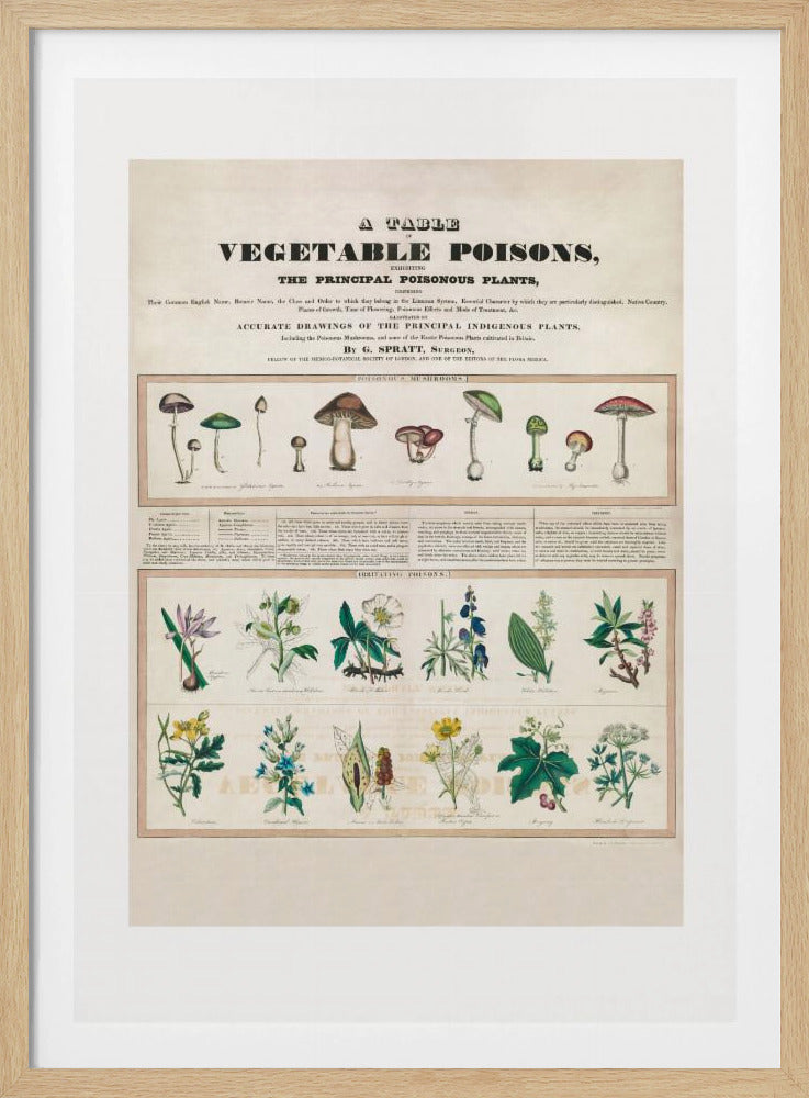 Giftige paddenstoelen irriterende gifstoffen | Poster