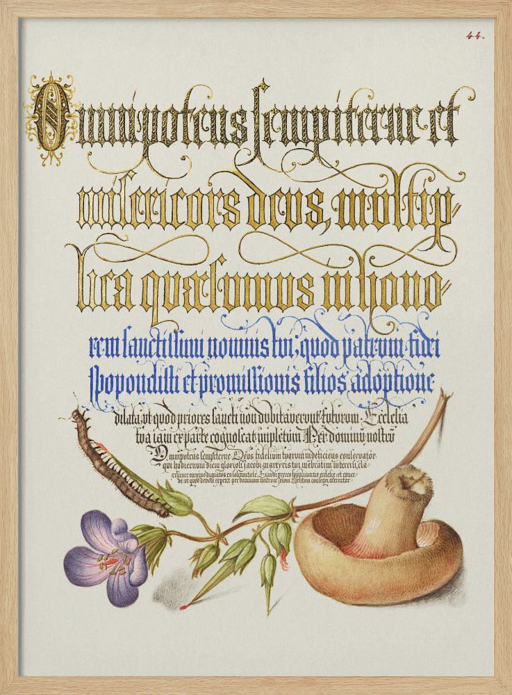 Mushroom Poster | Poster