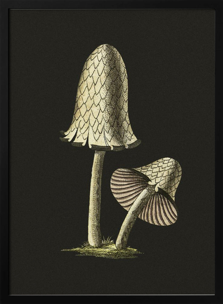 Vintage Inky Cap eetbare paddenstoel zwarte achtergrond | Poster