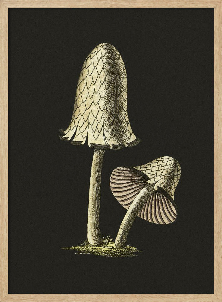 Vintage Inky Cap eetbare paddenstoel zwarte achtergrond | Poster