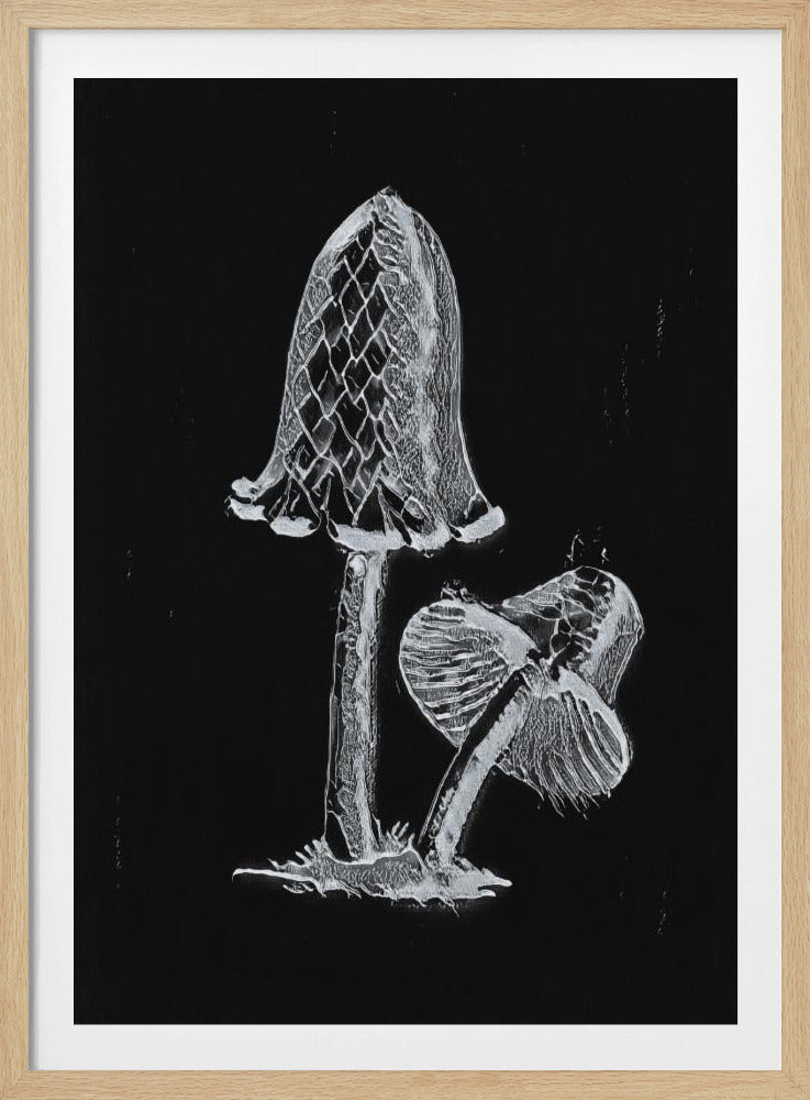 Vintage Inky Cap eetbare paddenstoel donker zwart-wit | Poster