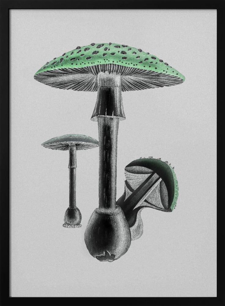 Amanita Muscaria White Background Green | Poster