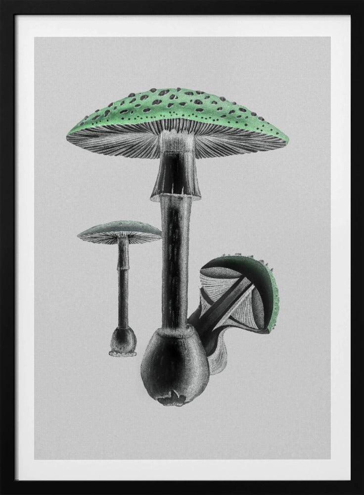 Amanita Muscaria White Background Green | Poster
