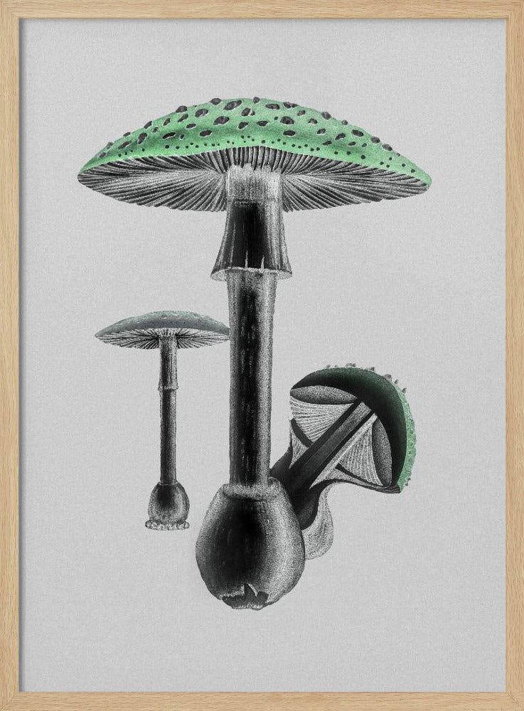 Amanita Muscaria White Background Green | Poster