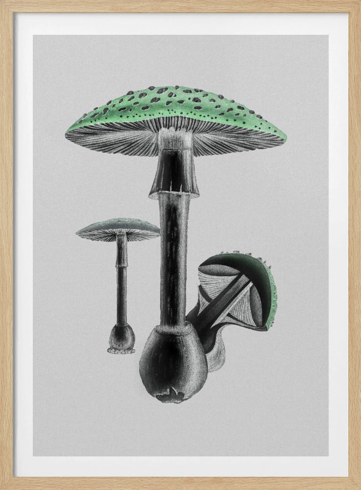 Amanita Muscaria White Background Green | Poster