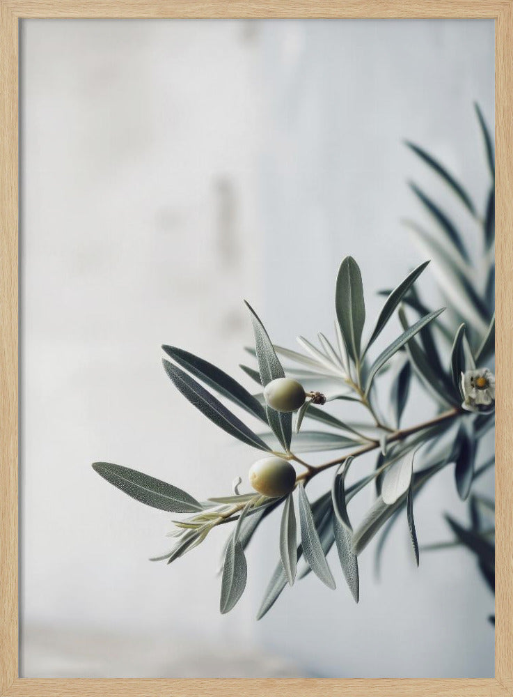Olijf Sereniteit | Poster